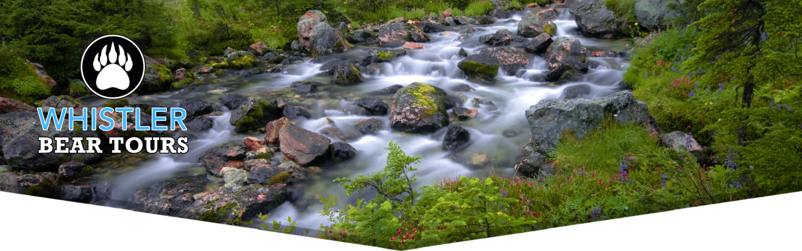 Whistler Bear Viewing Tours