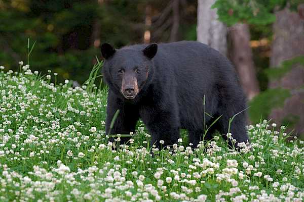 Morning with the Bears - Land Rover Scenic Excursion