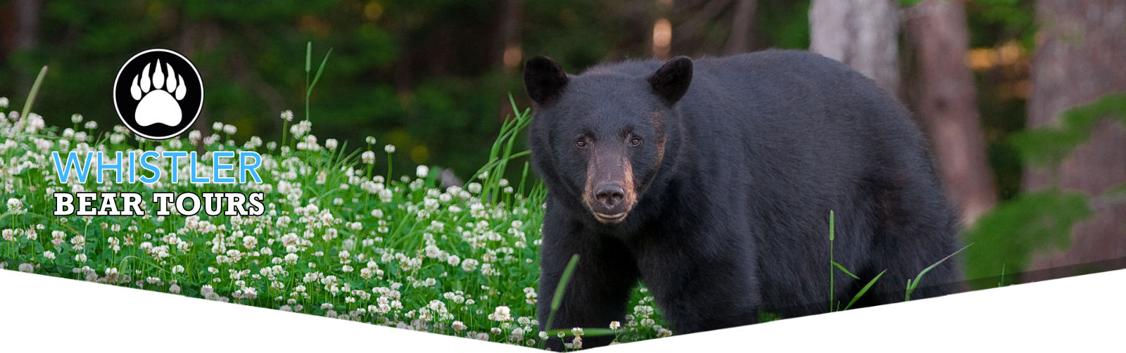 Whistler Bear Viewing Tour Reviews