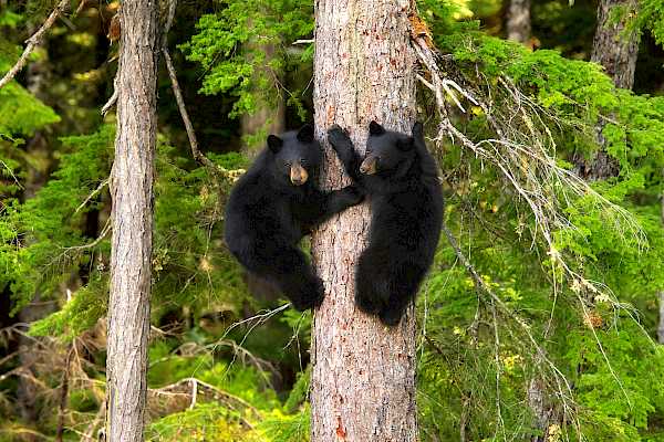 Afternoon/Evening with the Bears - Land Rover Excursion