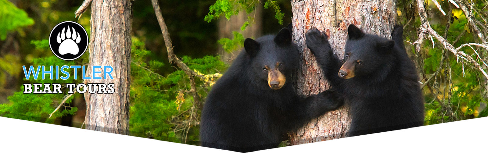 Whistler Bear Viewing Tours