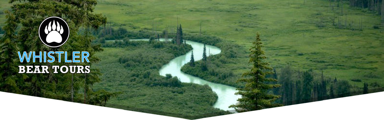 Whistler Bear Viewing Tours